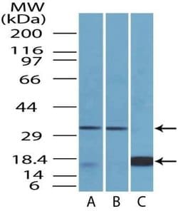 CTLA-4 Antibody (37B3D8.2F2) - Azide and BSA Free, Novus Biologicals 0.1